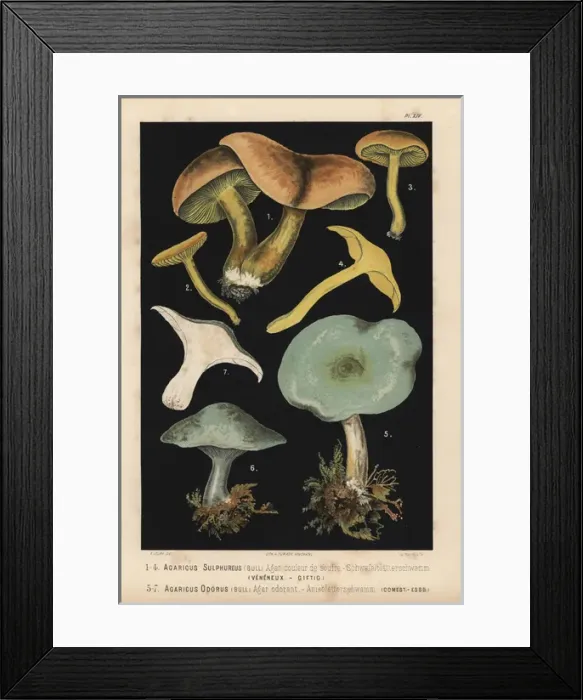Framed Print : Sulphur knight or gas agaric, Tricholoma sulphureum Framed Print : Sulphur knight or gas agaric, Tricholoma sulphureum