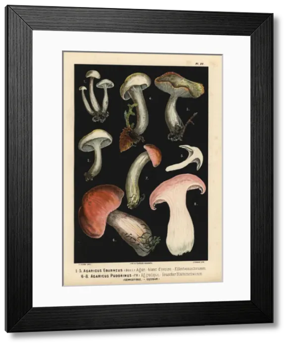 Framed Print : Ivory waxy cap, Hygrophorus eburneus and Hygrophorus Framed Print : Ivory waxy cap, Hygrophorus eburneus and Hygrophorus