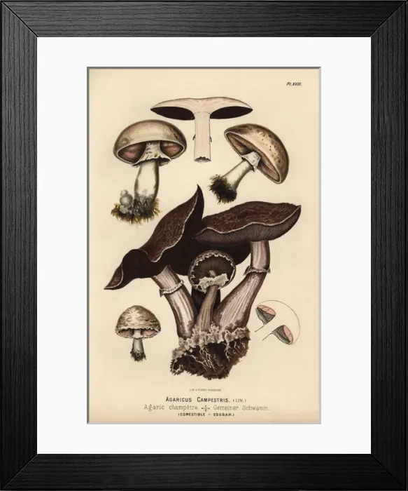 Framed Print : Field mushroom, Agaricus campestris, edible Framed Print : Field mushroom, Agaricus campestris, edible