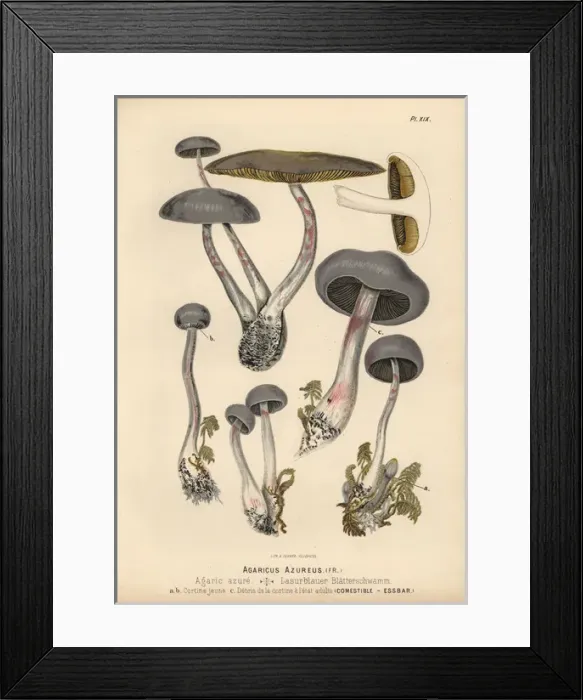 Framed Print : Agaricus azureus, agaric azure, edible Framed Print : Agaricus azureus, agaric azure, edible