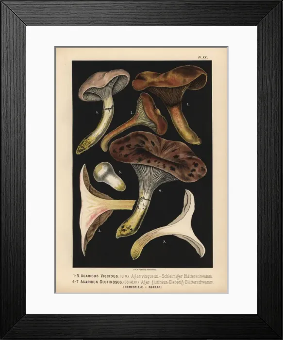 Framed Print : Agaricus viscidus, Gomphidius viscidus Framed Print : Agaricus viscidus, Gomphidius viscidus