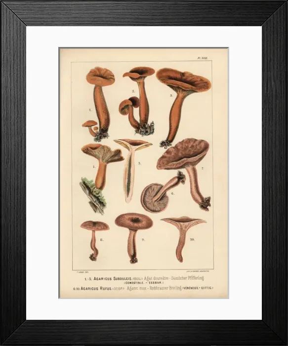 Framed Print : Mild milkcap, Lactarius subdulcis, edible Framed Print : Mild milkcap, Lactarius subdulcis, edible
