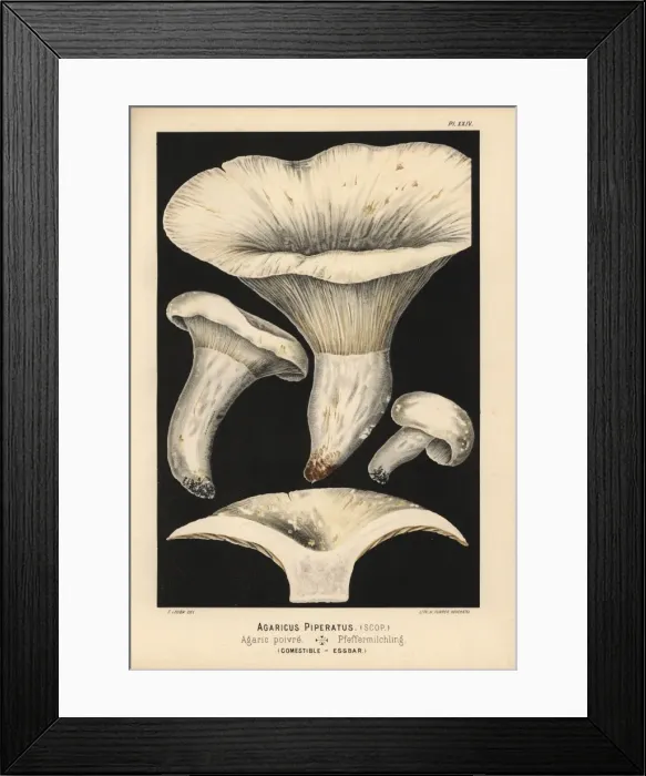 Framed Print : Pepper mushroom, Lactarius piperatus, edible Framed Print : Pepper mushroom, Lactarius piperatus, edible