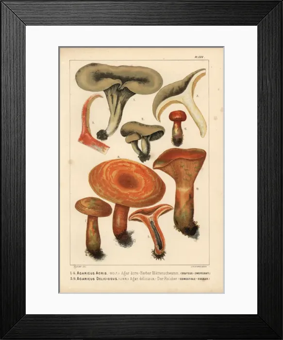 Framed Print : Milkcap, Lactarius acris, and Saffron milkcap Framed Print : Milkcap, Lactarius acris, and Saffron milkcap