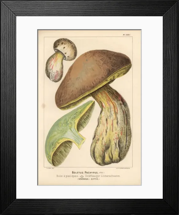 Framed Print : Bitter beech bolete, Boletus calopus, poisonous Framed Print : Bitter beech bolete, Boletus calopus, poisonous