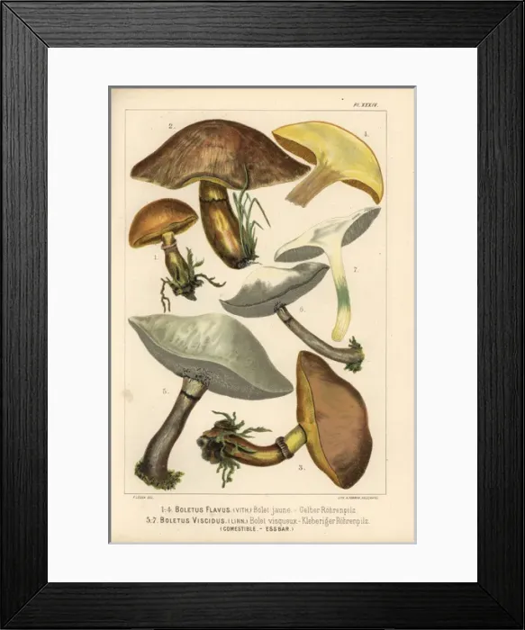 Framed Print : Grevilles bolete, Suillus grevillei, and Sticky Framed Print : Grevilles bolete, Suillus grevillei, and Sticky