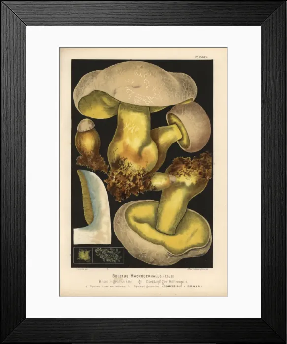 Framed Print : Rooting bolete, Boletus radicans, edible Framed Print : Rooting bolete, Boletus radicans, edible