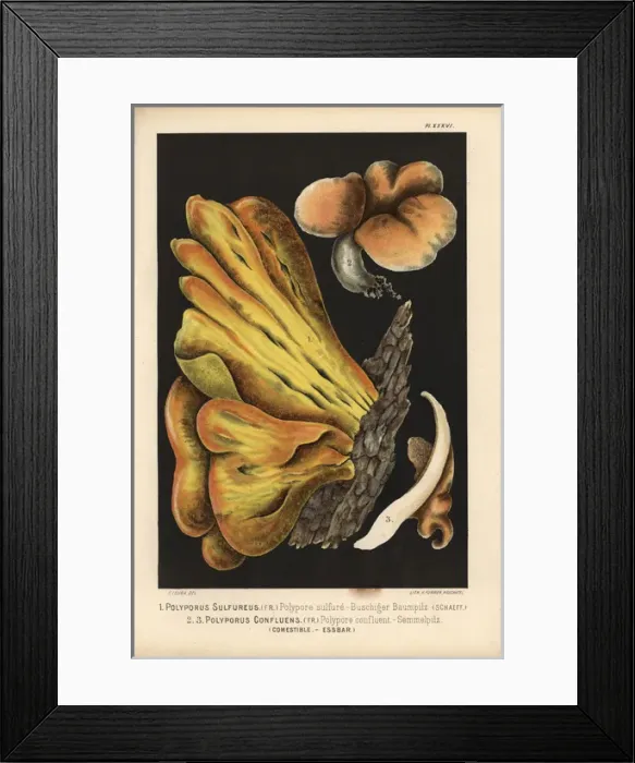 Framed Print : Bracket fungus, Laetiporus sulphureus