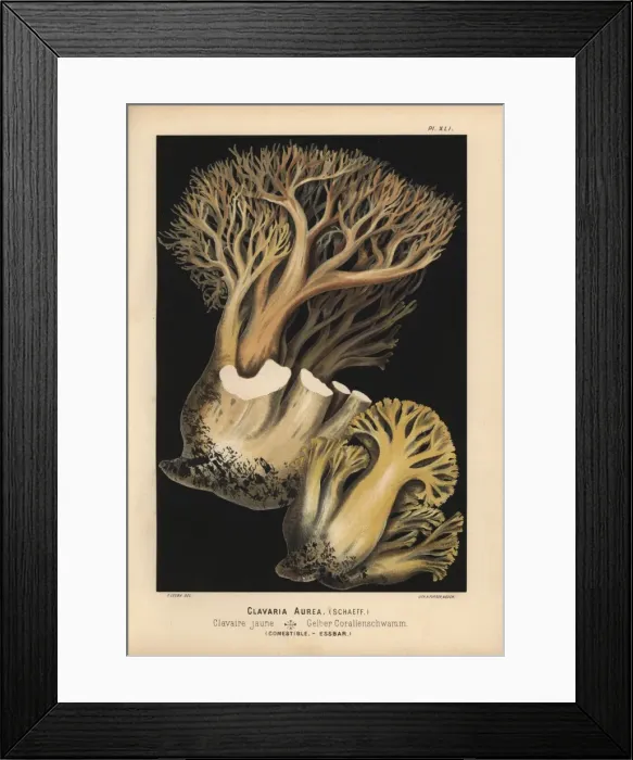 Framed Print : Golden coral fungus, Ramaria aurea, edible Framed Print : Golden coral fungus, Ramaria aurea, edible