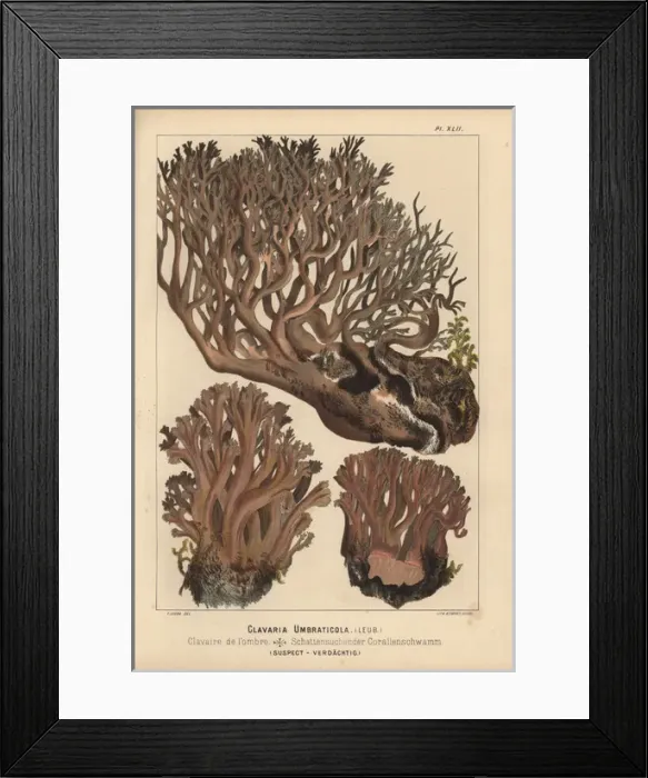 Framed Print : Clavaria umbraticola, clavaire de l ombre, suspect Framed Print : Clavaria umbraticola, clavaire de l ombre, suspect