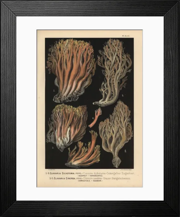 Framed Print : Coral fungus, Clavaria dichotoma, suspect Framed Print : Coral fungus, Clavaria dichotoma, suspect