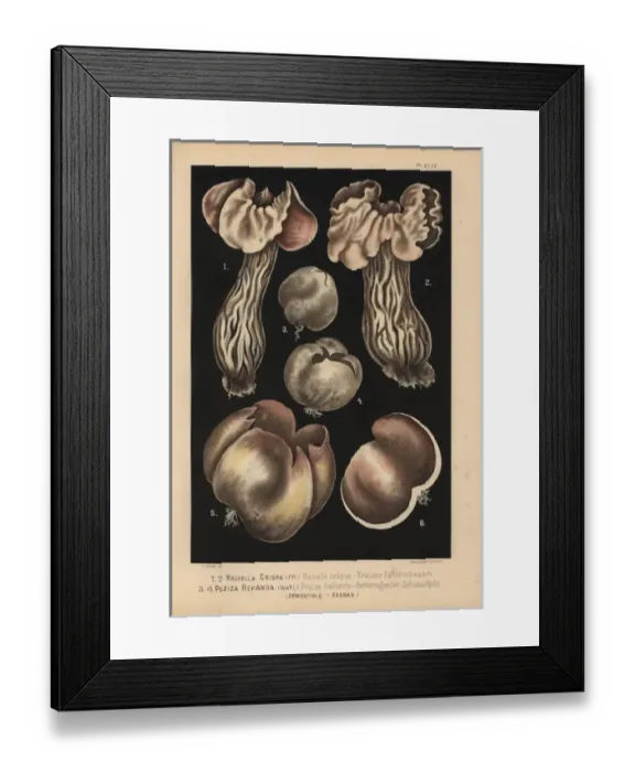 Framed Print : White saddle, Helvella crispa, and Palamino Framed Print : White saddle, Helvella crispa, and Palamino