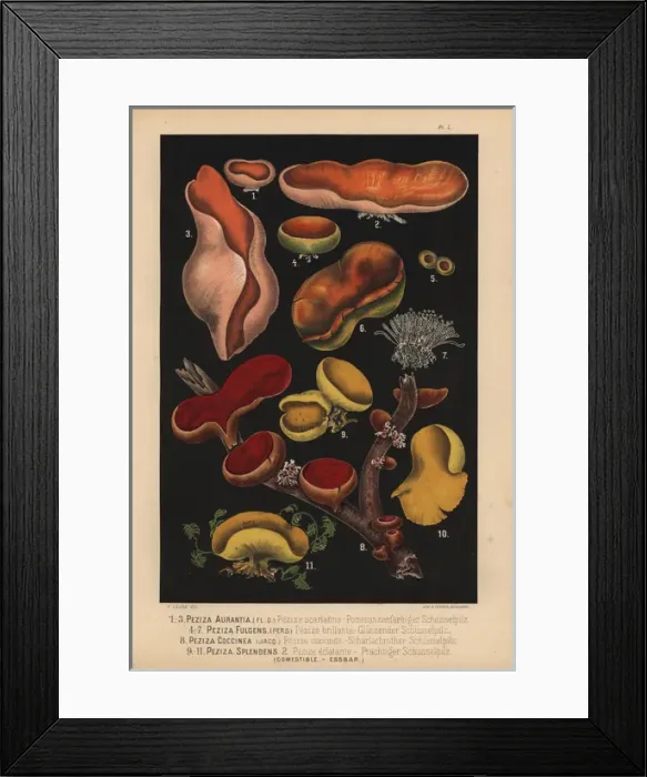 Framed Print : Peziza mushrooms: P aurantia, coccinea, fulgens Framed Print : Peziza mushrooms: P aurantia, coccinea, fulgens
