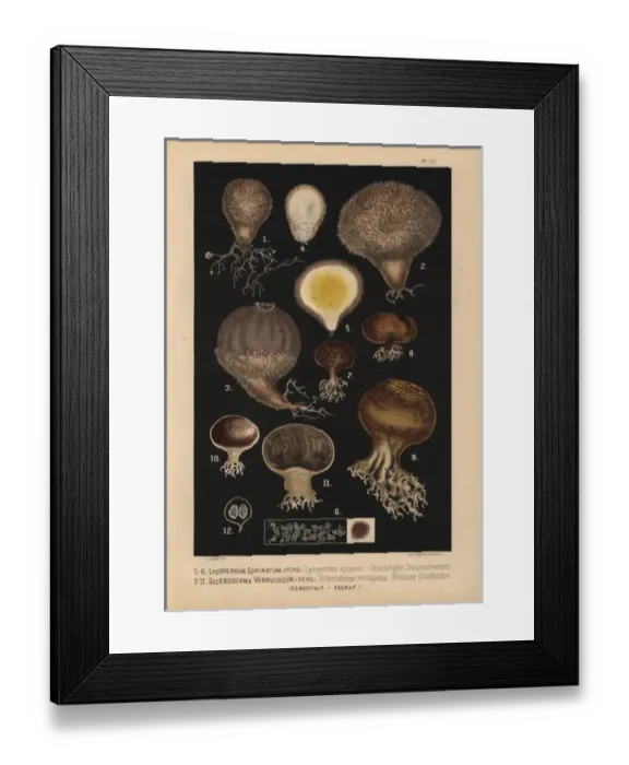 Framed Print : Spiny puffball, Lycoperdon echinatum, and earthball Framed Print : Spiny puffball, Lycoperdon echinatum, and earthball
