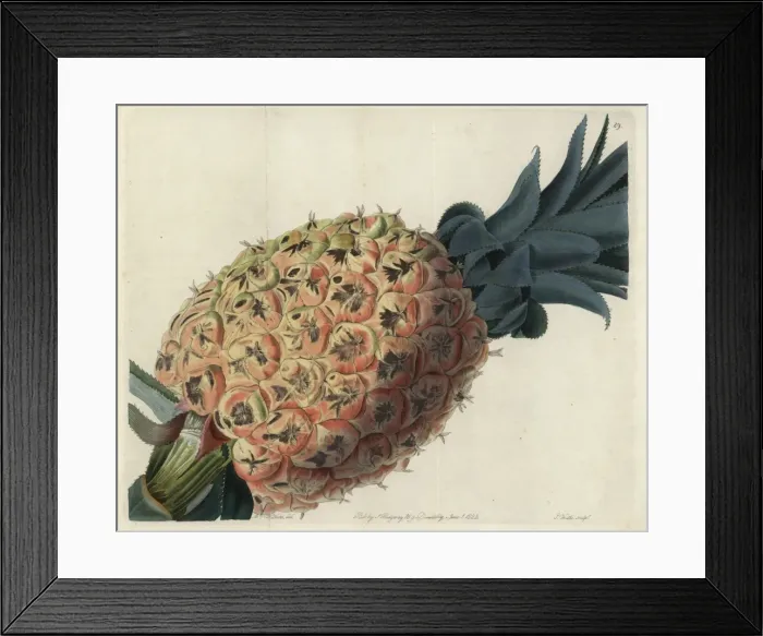 Framed Print : Otaheite or Tahitian pineapple, Ananas species Framed Print : Otaheite or Tahitian pineapple, Ananas species