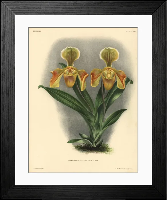 Framed Print : Cypripedium Auriferum L Lind hybrid orchid Framed Print : Cypripedium Auriferum L Lind hybrid orchid