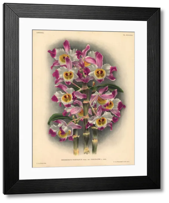 Framed Print : Fascinator variety of Dendrobium wardianum, Warn, orchid Framed Print : Fascinator variety of Dendrobium wardianum, Warn, orchid