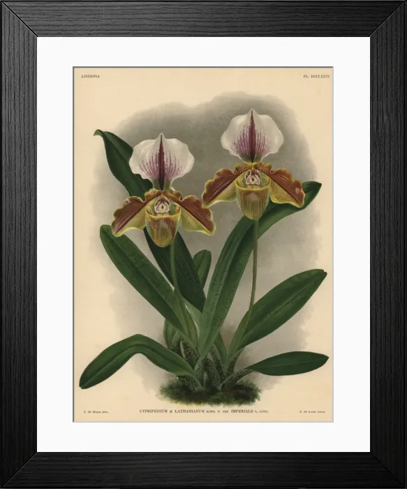 Framed Print : Imperiale variety of Cypripedium lathamianum hybrid orchid Framed Print : Imperiale variety of Cypripedium lathamianum hybrid orchid
