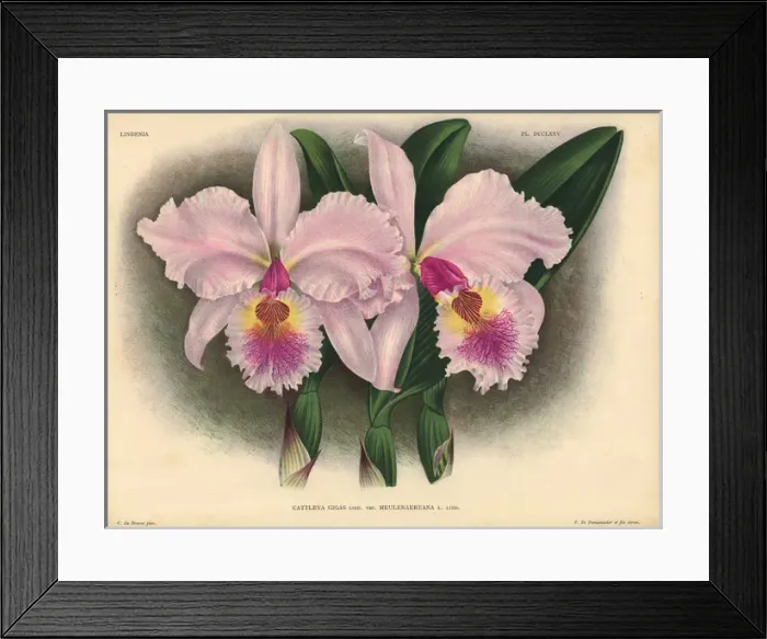 Framed Print : Meulenaereana variety of Cattleya gigas, Lind Framed Print : Meulenaereana variety of Cattleya gigas, Lind