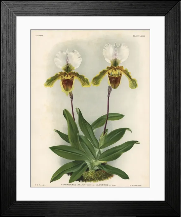 Framed Print : Alexandrae variety of Cypripedium x Leeanum Framed Print : Alexandrae variety of Cypripedium x Leeanum