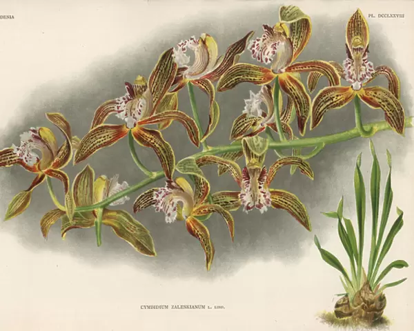 Mr Zaleskis cymbidium orchid, Cymbidium zaleskianum L Lind