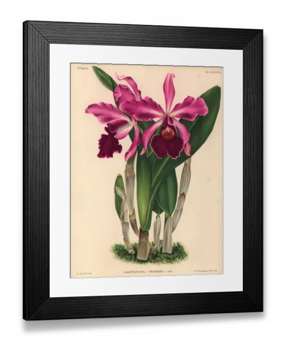 Framed Print : Laeliocattleya Duchesnei L Lind hybrid orchid Framed Print : Laeliocattleya Duchesnei L Lind hybrid orchid