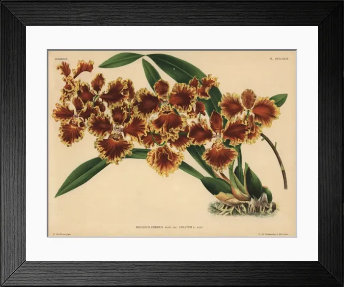 Framed Print : Reverend Forbes Oncidium, Hook var Atratum Framed Print : Reverend Forbes Oncidium, Hook var Atratum