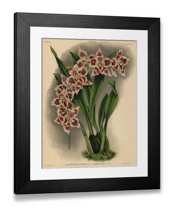 Framed Print : Memoria Bulli variety of Odontoglossum crispum orchid Framed Print : Memoria Bulli variety of Odontoglossum crispum orchid