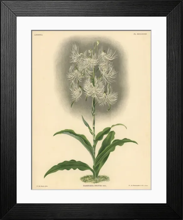 Framed Print : Habenaria medusa, Krzl, orchid Framed Print : Habenaria medusa, Krzl, orchid