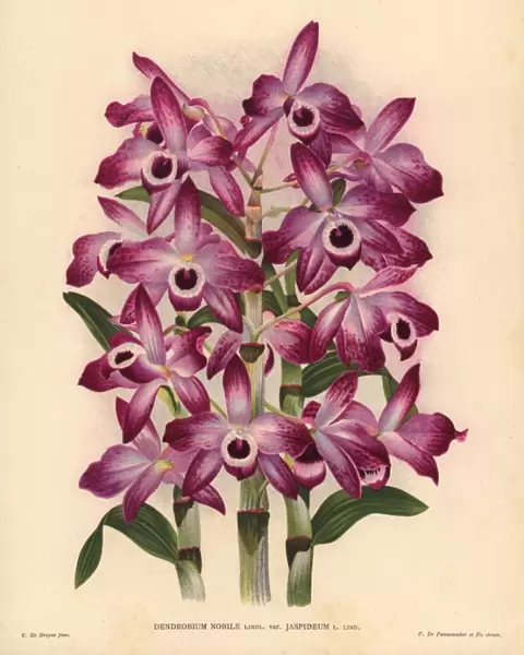 Jaspideum variety of Dendrobium nobile orchid