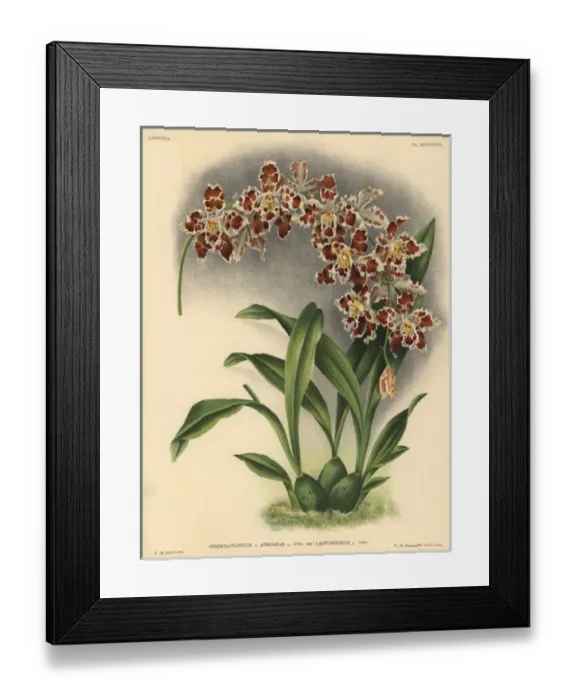 Framed Print : Leopardinum variety of Odontoglossum Adrianae hybrid orchid Framed Print : Leopardinum variety of Odontoglossum Adrianae hybrid orchid