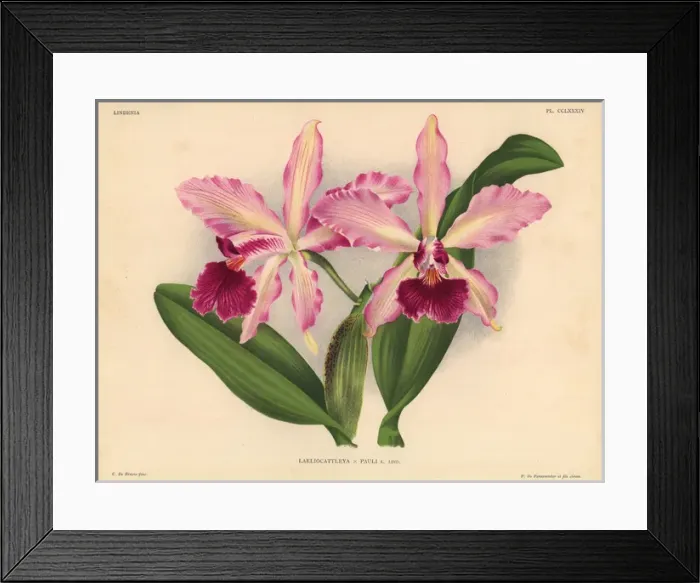 Framed Print : Mr Paul Otlets Laeliocattleya hybrid orchid Framed Print : Mr Paul Otlets Laeliocattleya hybrid orchid