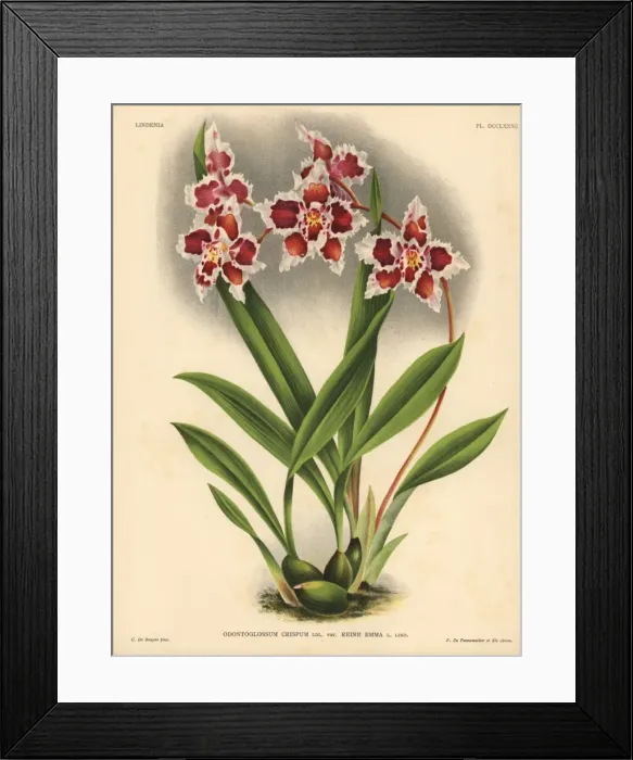 Framed Print : Queen Emma variety of Odontoglossum crispum orchid Framed Print : Queen Emma variety of Odontoglossum crispum orchid