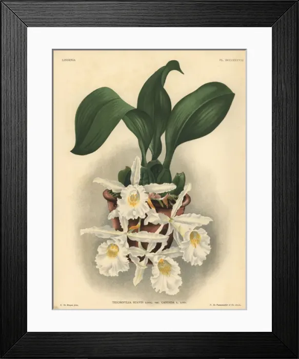 Framed Print : Candida variety of Trichopilia suavis orchid Framed Print : Candida variety of Trichopilia suavis orchid