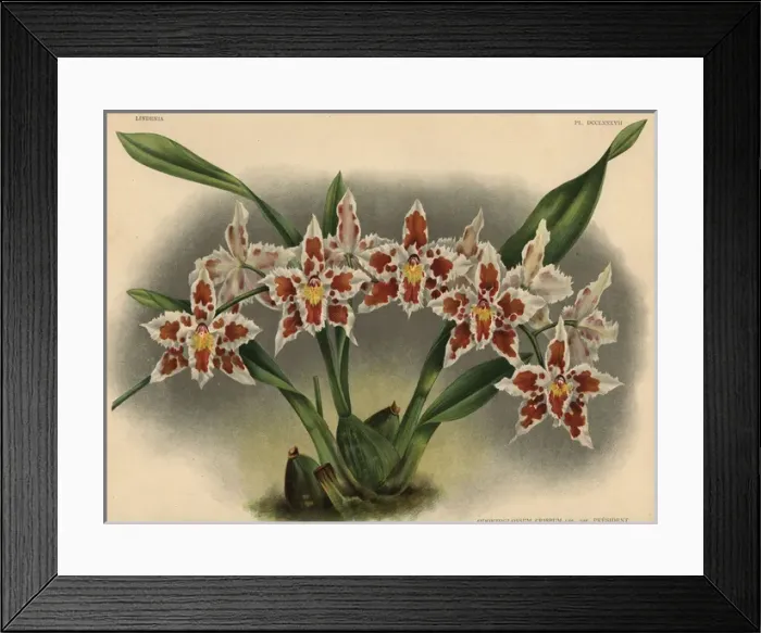 Framed Print : President Roosevelt variety of Odontoglossum crispum orchid Framed Print : President Roosevelt variety of Odontoglossum crispum orchid