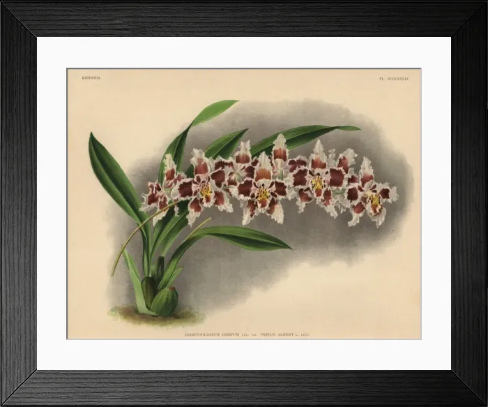 Framed Print : Prince Albert variety of Odontoglossum crispum orchid Framed Print : Prince Albert variety of Odontoglossum crispum orchid