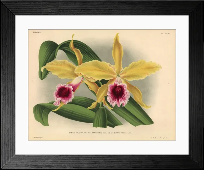 Framed Print : Rayon d or sub-variety of Laelia grandis tenebrosa orchid Framed Print : Rayon d or sub-variety of Laelia grandis tenebrosa orchid