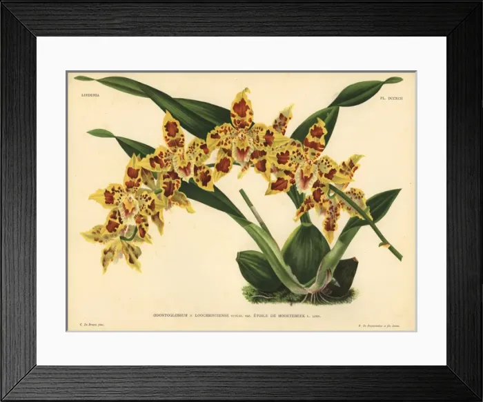 Framed Print : Etoile de Moortebeek variety of Odontoglossum Framed Print : Etoile de Moortebeek variety of Odontoglossum