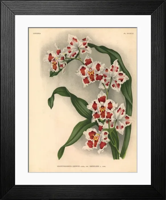 Framed Print : Griselidis variety of Odontoglossum crispum orchid Framed Print : Griselidis variety of Odontoglossum crispum orchid