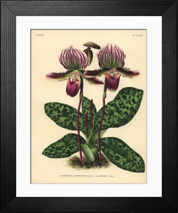 Framed Print : Sir Trevor Lawrences Cypripedium orchid Framed Print : Sir Trevor Lawrences Cypripedium orchid