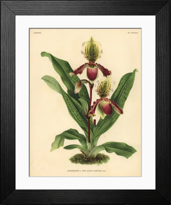 Framed Print : Miss Louisa Fowlers Cypripedium orchid Framed Print : Miss Louisa Fowlers Cypripedium orchid