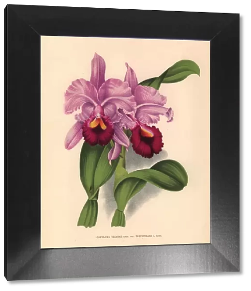 Triumphant variety of Cattleya trianae orchid