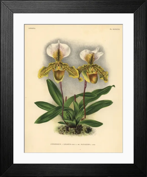 Framed Print : Olicaveum variety of Cypripedium Leeanum hybrid orchid Framed Print : Olicaveum variety of Cypripedium Leeanum hybrid orchid