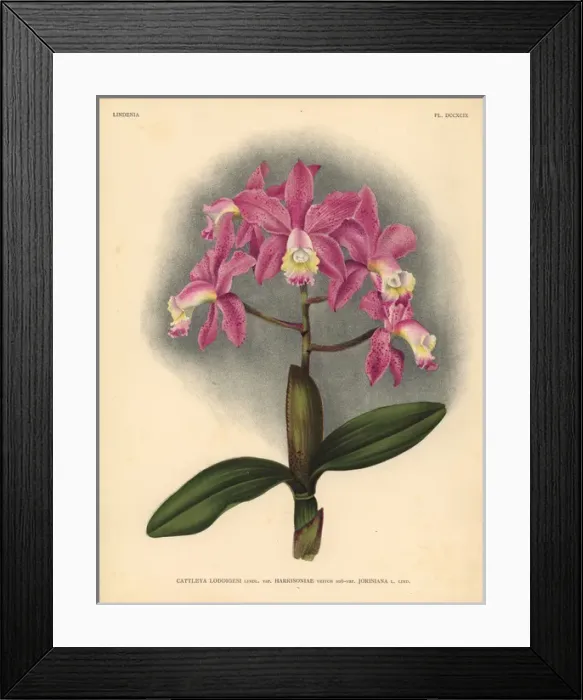 Framed Print : Harrisoniae variety of Cattleya loddigesi, Lindl, orchid Framed Print : Harrisoniae variety of Cattleya loddigesi, Lindl, orchid