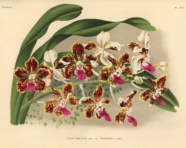 Tenebrosa variety of Vanda tricolor hybrid orchid