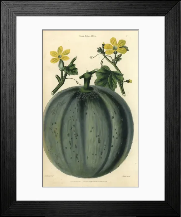 Framed Print : Fruit and yellow flowers of the green-fleshed Framed Print : Fruit and yellow flowers of the green-fleshed
