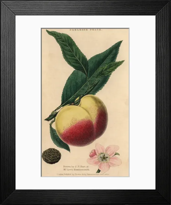 Framed Print : Fruit, blossom, leaves and seed of the Noblesse Framed Print : Fruit, blossom, leaves and seed of the Noblesse