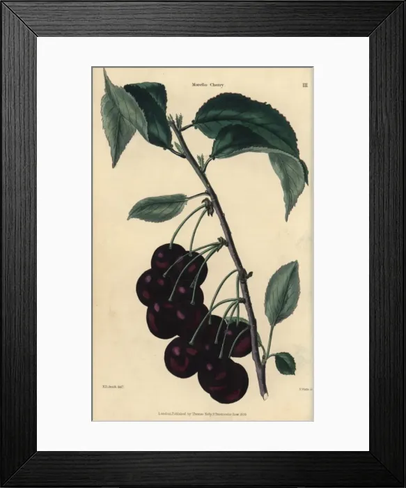 Framed Print : Fruit and leaves of the Morello cherry, Prunus cerasus Framed Print : Fruit and leaves of the Morello cherry, Prunus cerasus