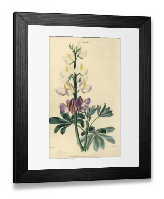 Framed Print : Purple and white flowered lupins, Lupinus mutabilis Framed Print : Purple and white flowered lupins, Lupinus mutabilis