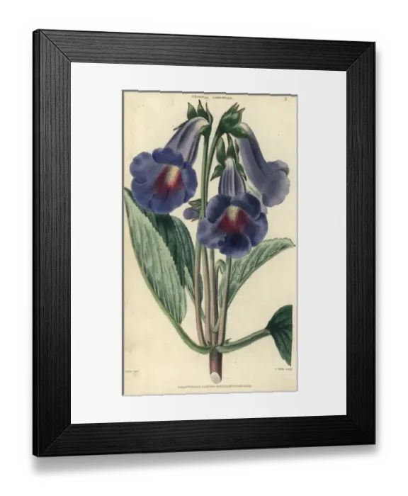 Framed Print : Blue and lilac flowered gloxinia, Gloxinia caulescens Framed Print : Blue and lilac flowered gloxinia, Gloxinia caulescens